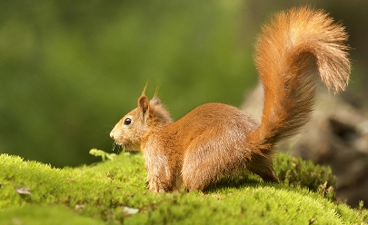 Formby red squirrel walk
